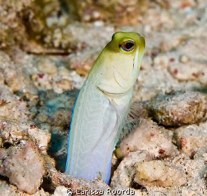 Side shot of another Yellow-headed Jawfish by Larissa Roorda 